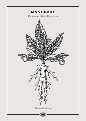 Antique apothecary label design. Mandrake sketch. Witch herbs. Poisonous plant hand-drawn illustration. Art deco poster. NOT AI generated